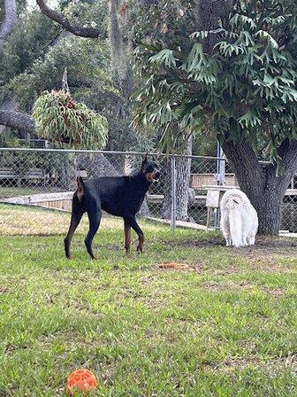Ruskin Doggie Daycare and Boarding