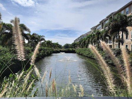 Ibis Walk