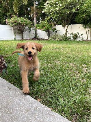 Tampa Goldendoodle