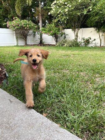 Tampa Goldendoodle