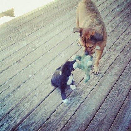 4 Paws Doggie Care