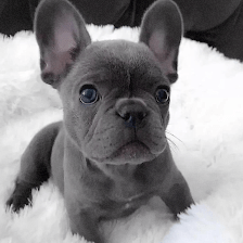 FRENCH BULLDOG HOME TOMKINGS PUPPIES