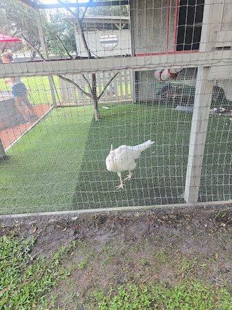 Ladybug Farm Sanctuary, Inc.