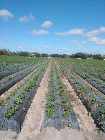 Carter Produce and Guynn Family Produce Sales