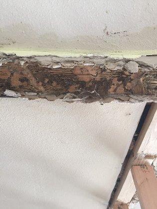 Buggin Out Termite & Pest Control, Inc.