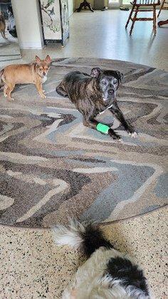 Live Oak Veterinary Hospital