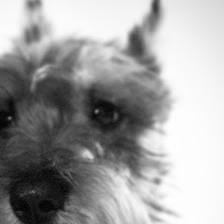 Bark Twice Pet Grooming