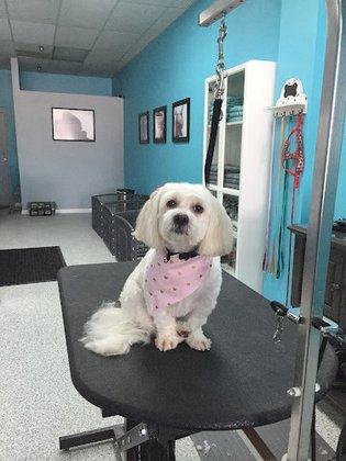 Bark Twice Pet Grooming