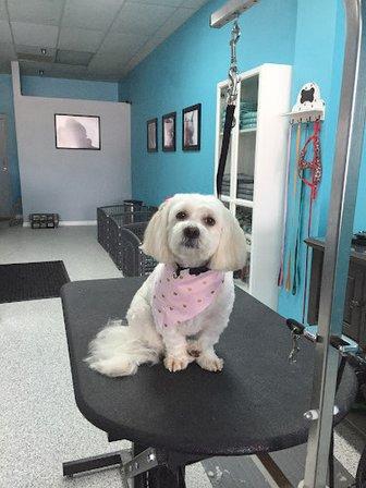 Bark Twice Pet Grooming