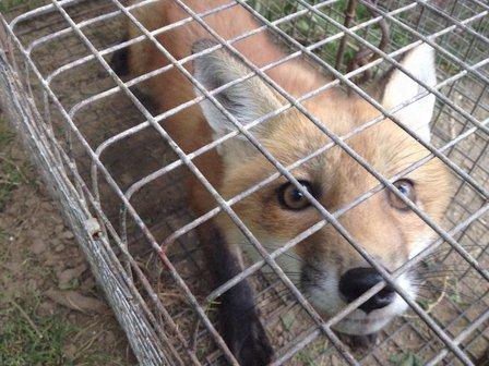 Zephyrhills Wildlife Catcher