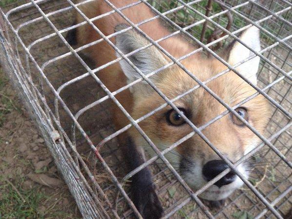 Zephyrhills Wildlife Catcher