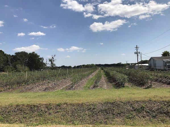 Blues Berry Farm, LLC