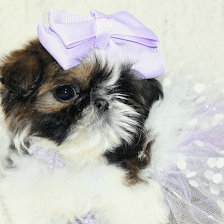 Blessed's Shih Tzu