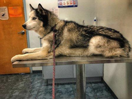 Connechusett Animal Hospital