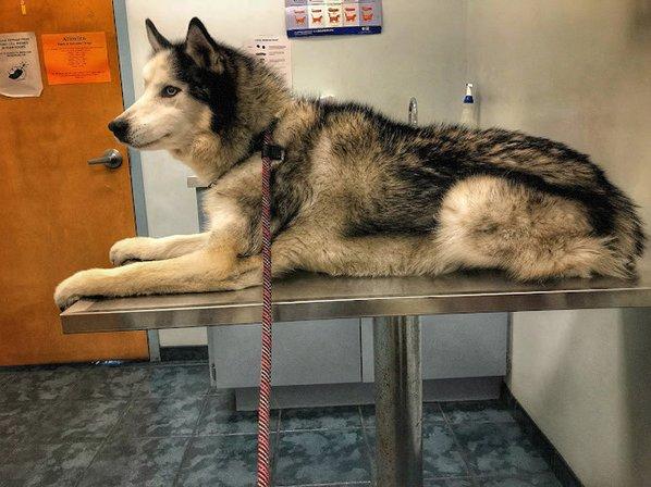 Connechusett Animal Hospital