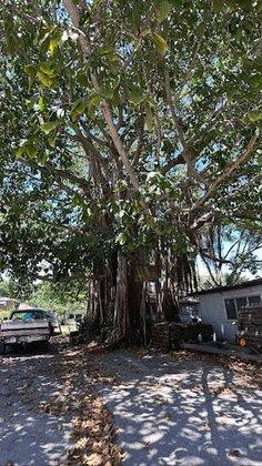 2nd Best Tree in Crescent Heights