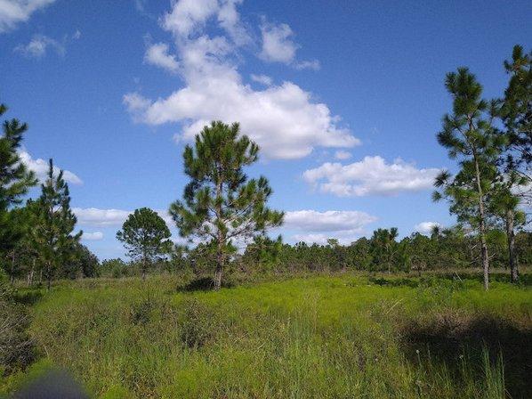 Brooker Creek Headwaters Nature Preserve