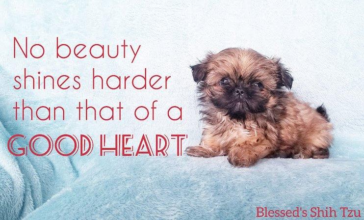 Blessed's Shih Tzu