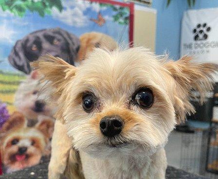 The Doggie Salon