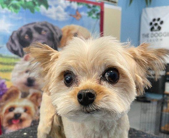 The Doggie Salon
