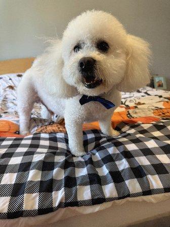 BarkSuds