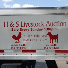 H & S Livestock Auction
