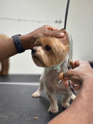 Cinnamon Pet Grooming- Peluqueria canina en Tampa FL