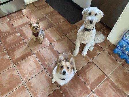 Yanni's Pet Sitting and More