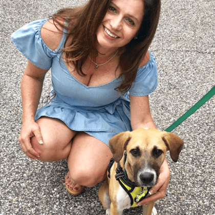 Bark Busters Pinellas County