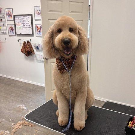 Luxe Pup Studio