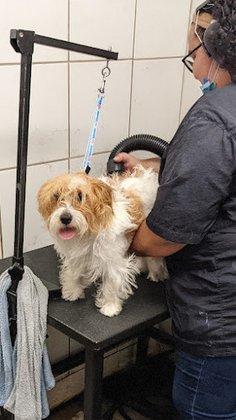 PetSmart Grooming