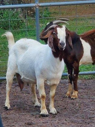 H & S Livestock Auction