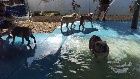 Love My Dog Resort & Waterpark