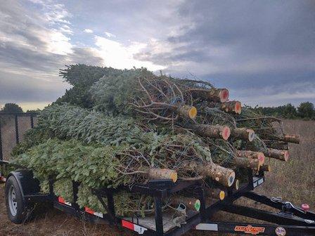 Northstar Wisconsin Christmas Trees