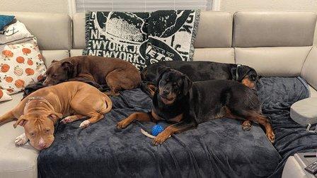 The Pawfect Stay, LLC