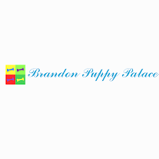 Brandon Puppy Palace