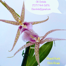 CK Orchids