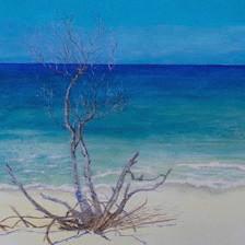Jenny Bleackley
