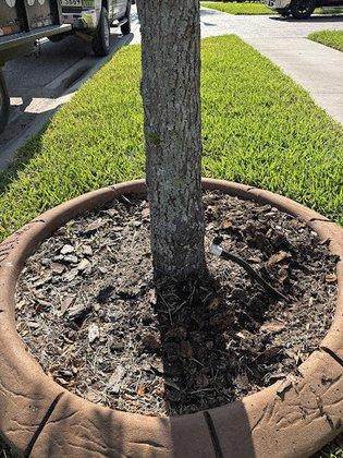 Stumped Tree Service