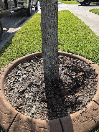 Stumped Tree Service