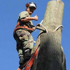 Hurricane Tree Specialists
