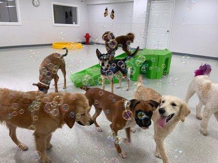 The Dog Patch