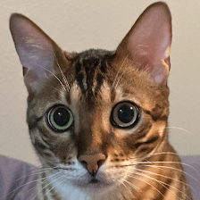 Feline Fine LLC - Wesley Chapel Pet Sitting