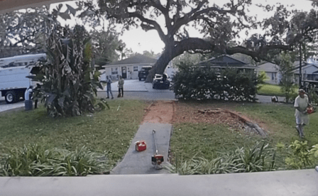 Hurricane Tree Specialists