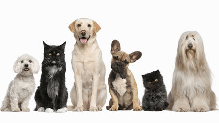 Thomas Animal Hospital