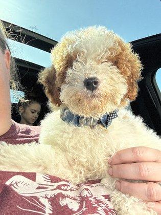RNR Puppies, LLC
