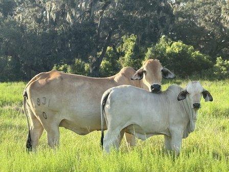 Grand Bar Ranch.