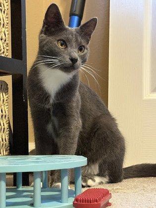 Feline Fine LLC - Wesley Chapel Pet Sitting