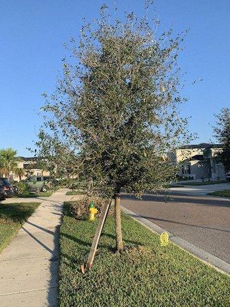 High Standards Climbing And Tree Service