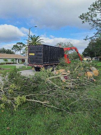 Wesley Chapel Tree Service